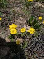 Imagem de Ranunculus adoneus A. Gray