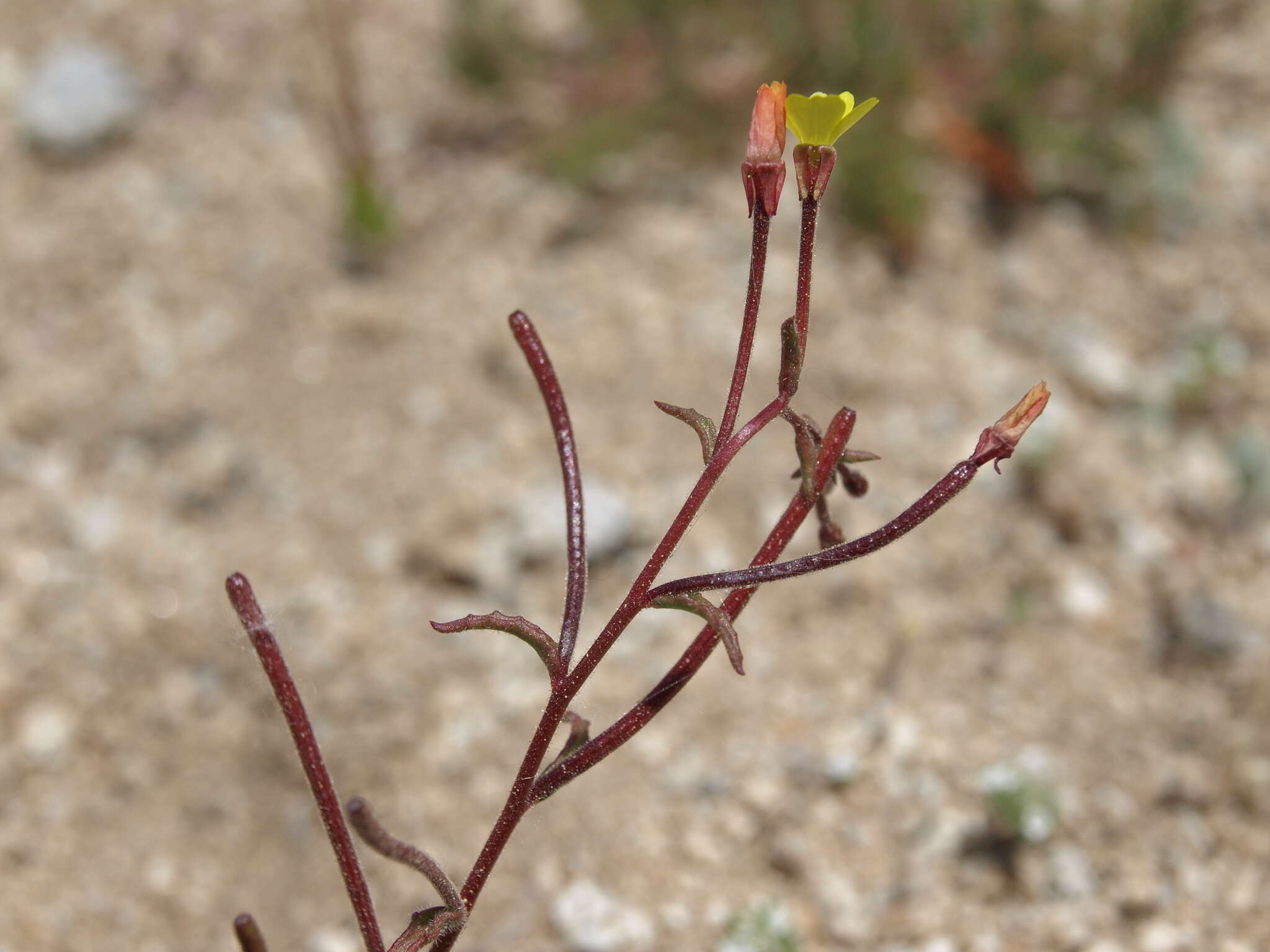 Image of little wiry suncup