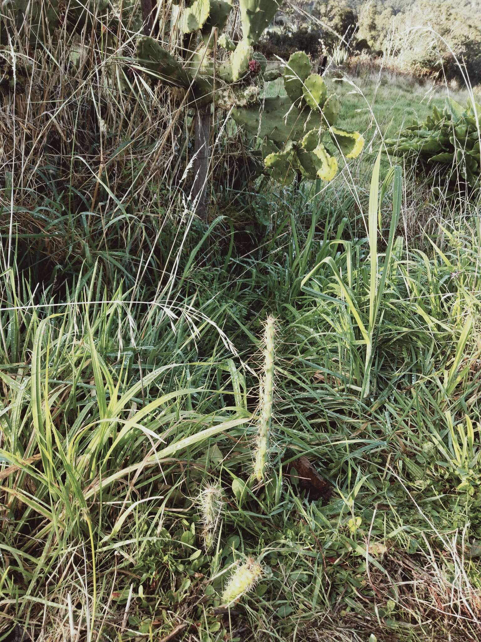 Plancia ëd Opuntia elatior Mill.