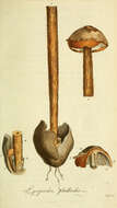 Imagem de Battarrea phalloides (Dicks.) Pers. 1801