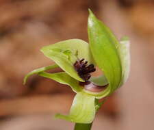 Image of Mountain bird orchid