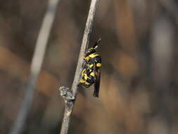 Image of Leucospis biguetina Jurine 1807