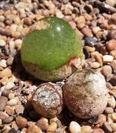 Image of Conophytum burgeri L. Bol.