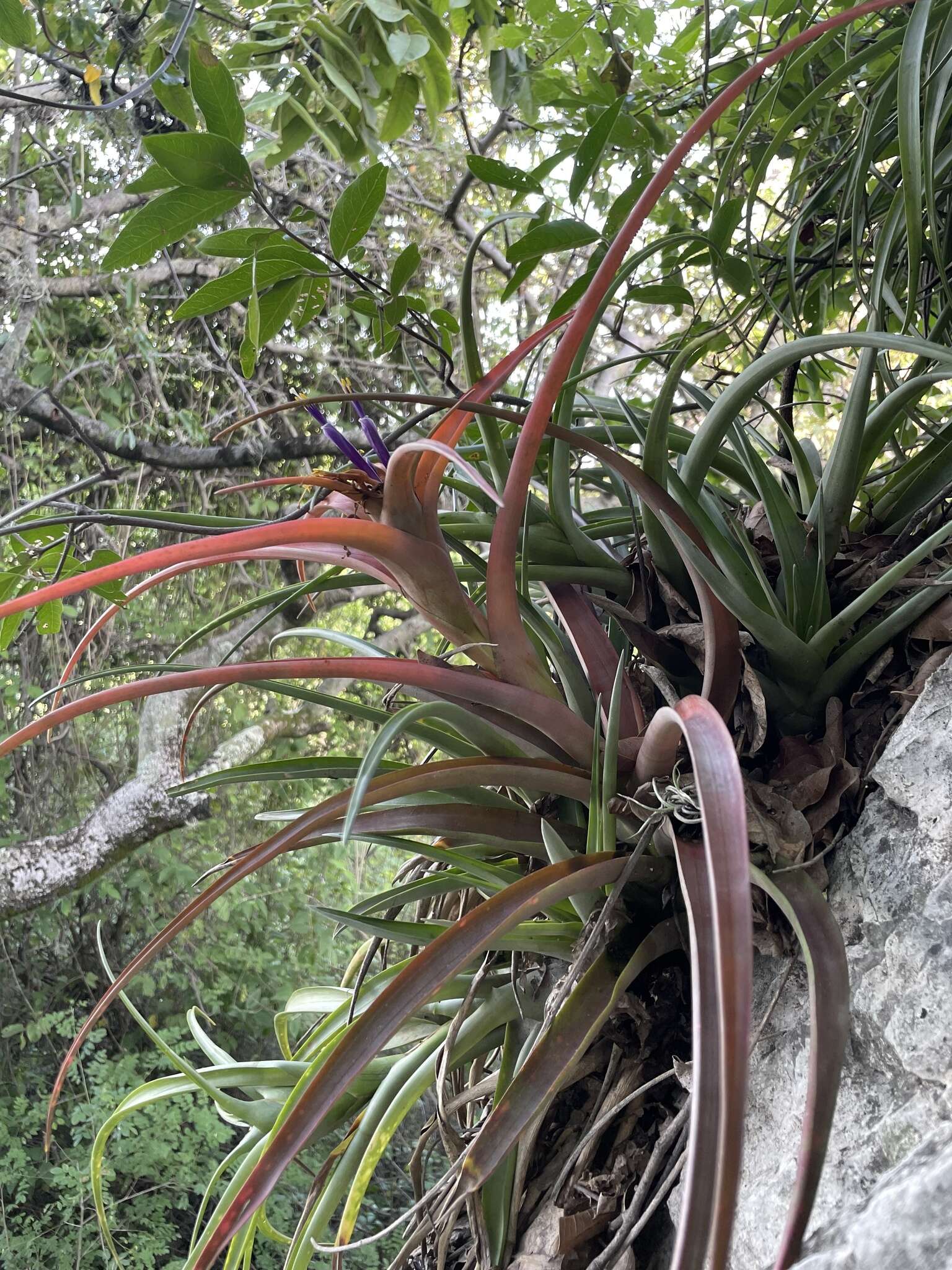 Image of Tillandsia capitata Griseb.