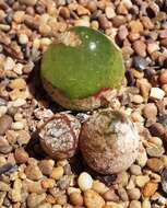 Image of Conophytum burgeri L. Bol.