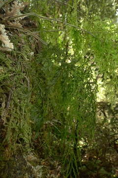 Image de Hymenophyllum pulcherrimum Col.