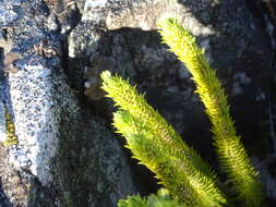 Image of fir clubmoss