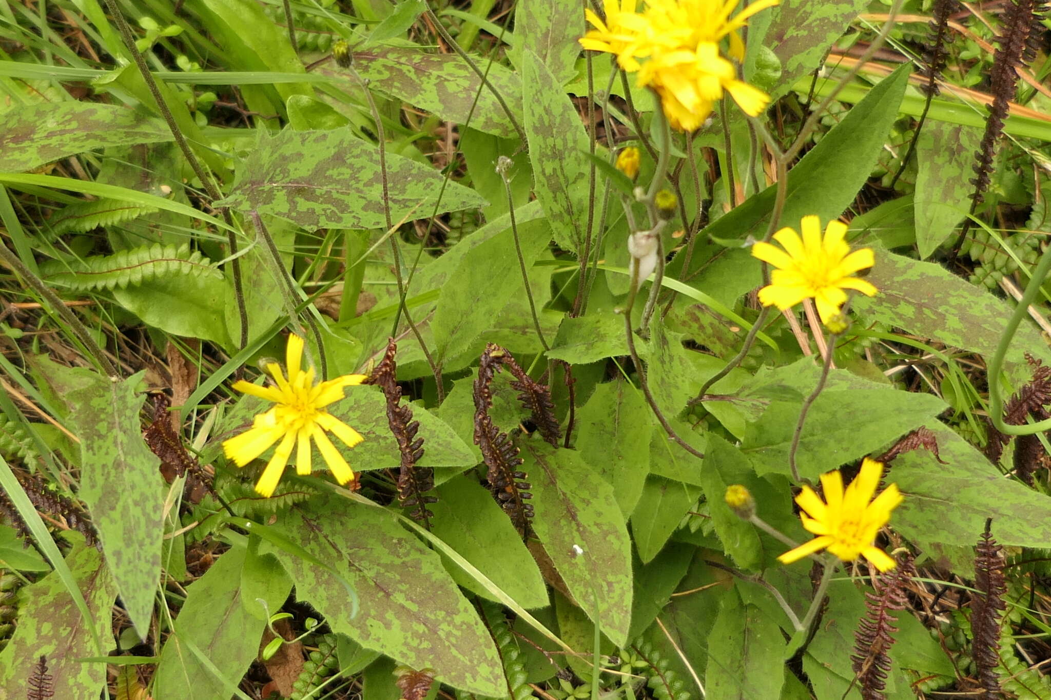 Image of Hieracium maculatum subsp. pollichiae (Sch. Bip.) Zahn