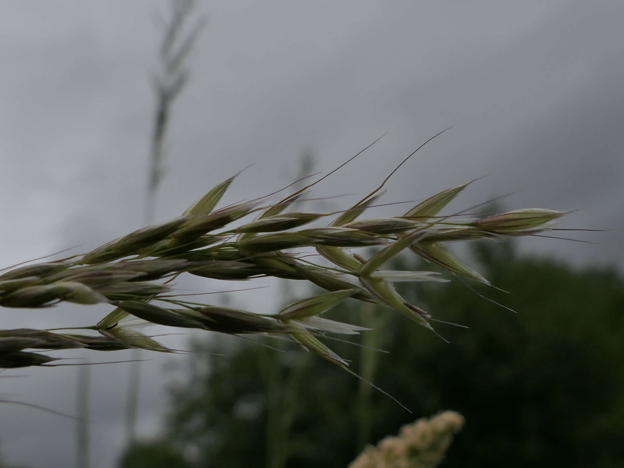 Image of tall oatgrass