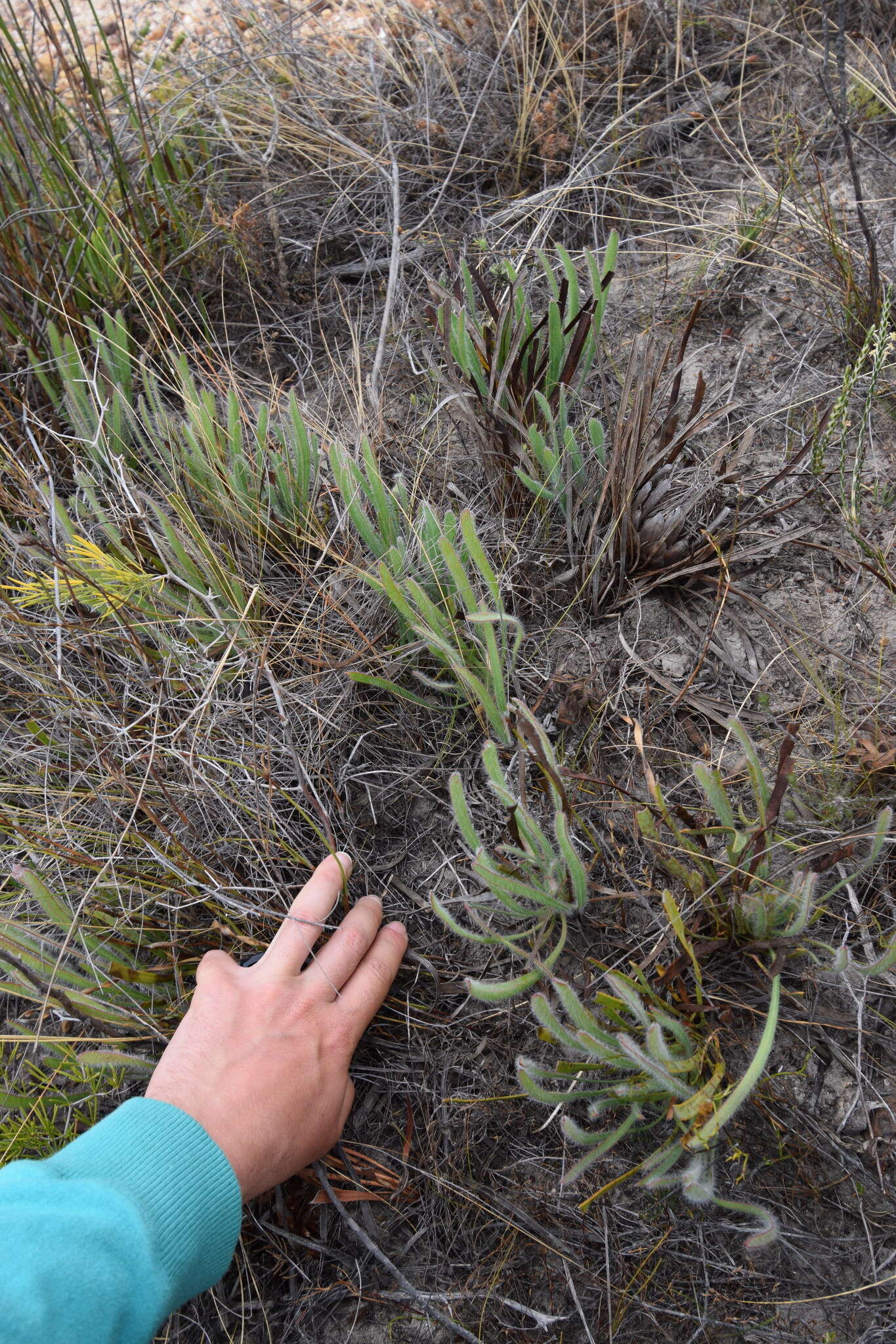 Image of Protea aspera Phillips