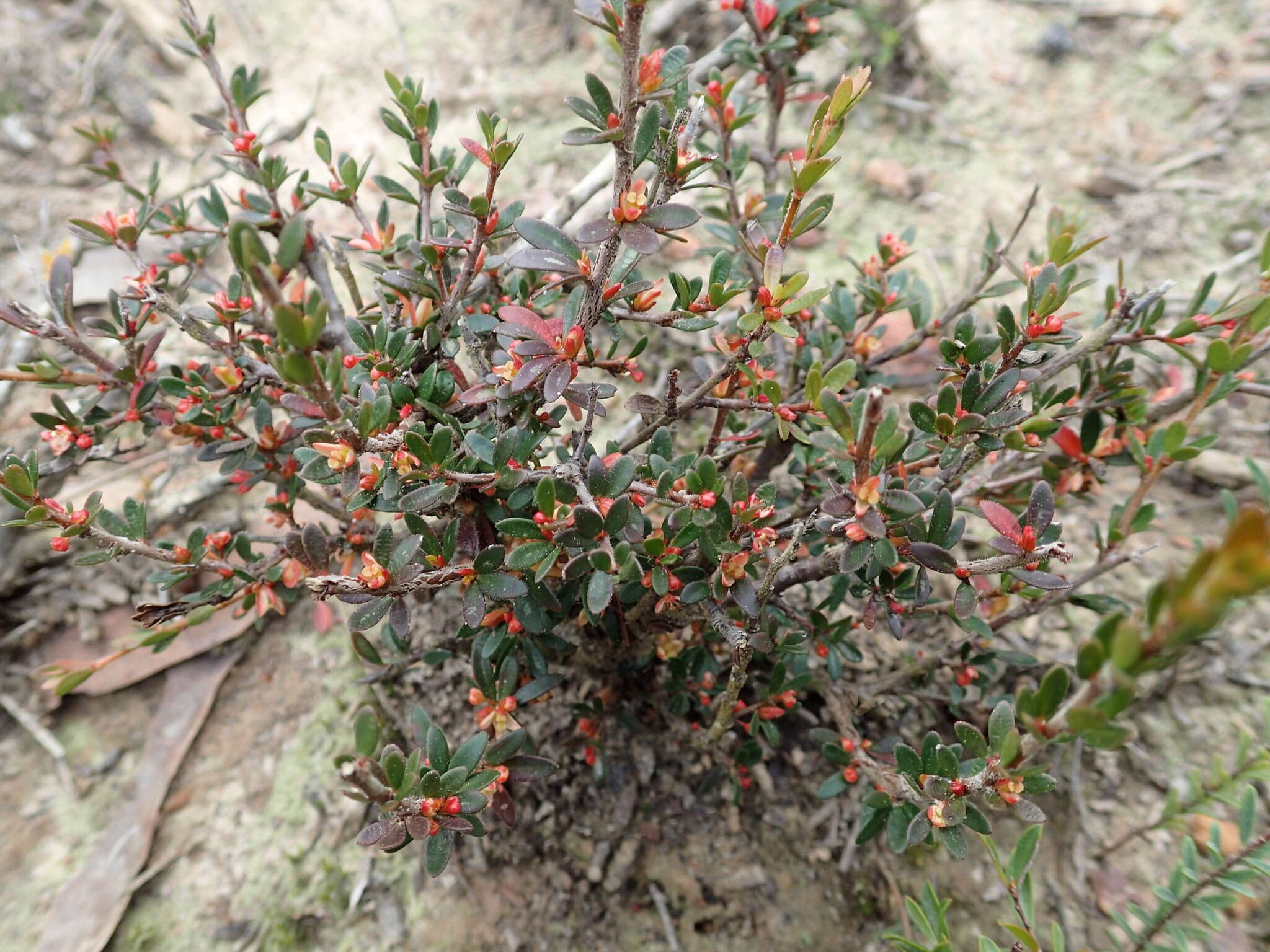 Image of Micrantheum demissum F. Muell.