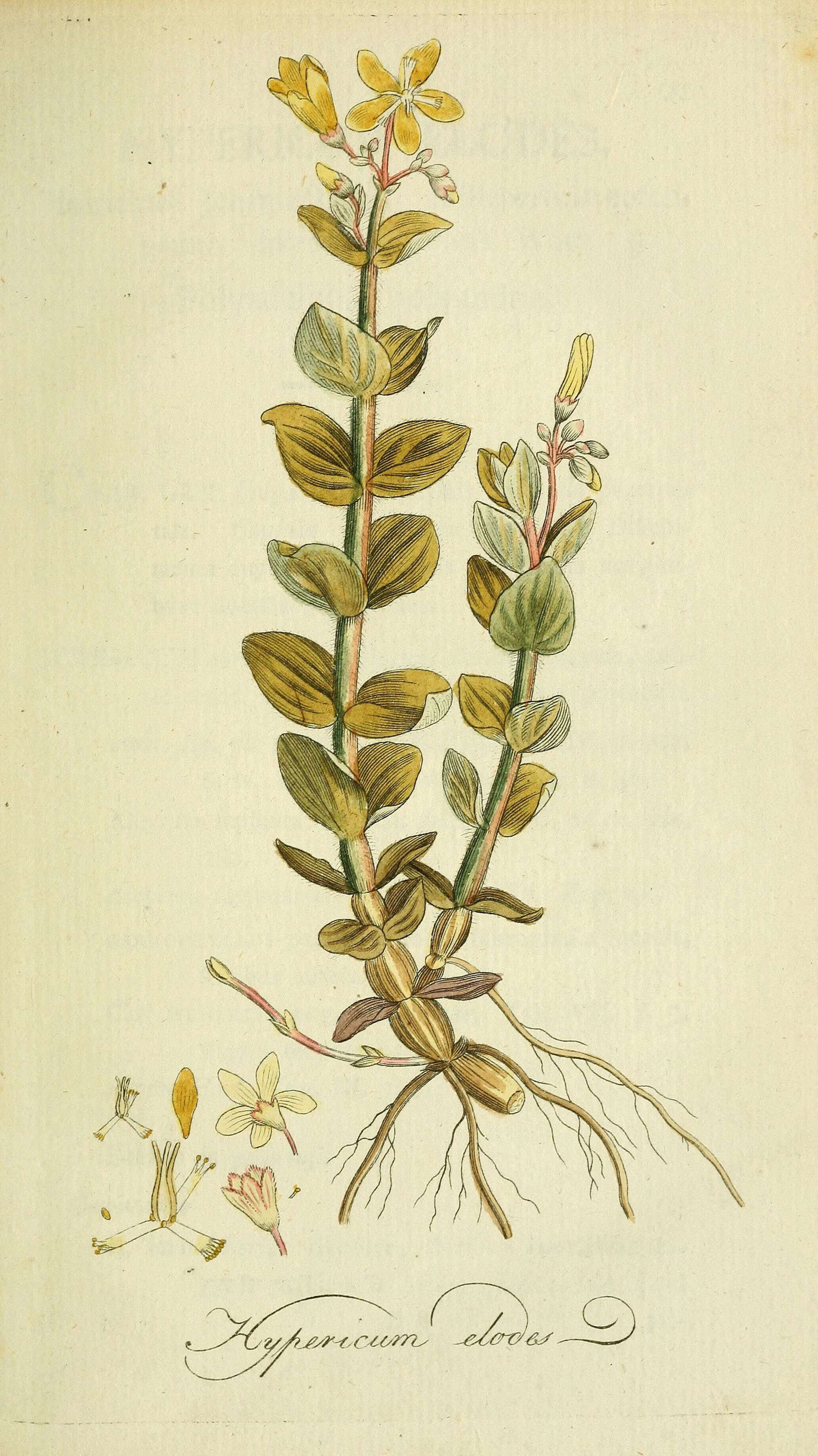 Plancia ëd Hypericum elodes L.