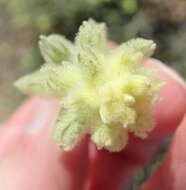 Stachys aurea Benth. resmi