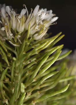 Imagem de Thelypodium integrifolium subsp. complanatum Al-Shehbaz