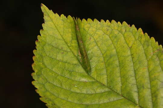 Слика од Phyllonorycter cerasicolella (Herrich-Schäffer 1855)
