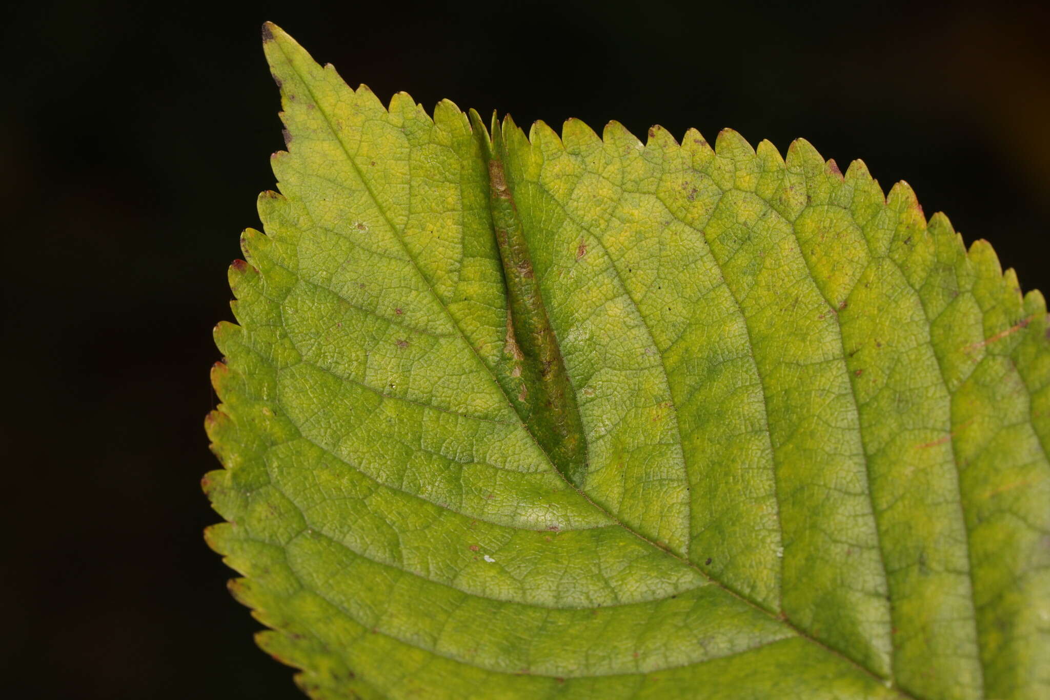 Image of Phyllonorycter cerasicolella (Herrich-Schäffer 1855)