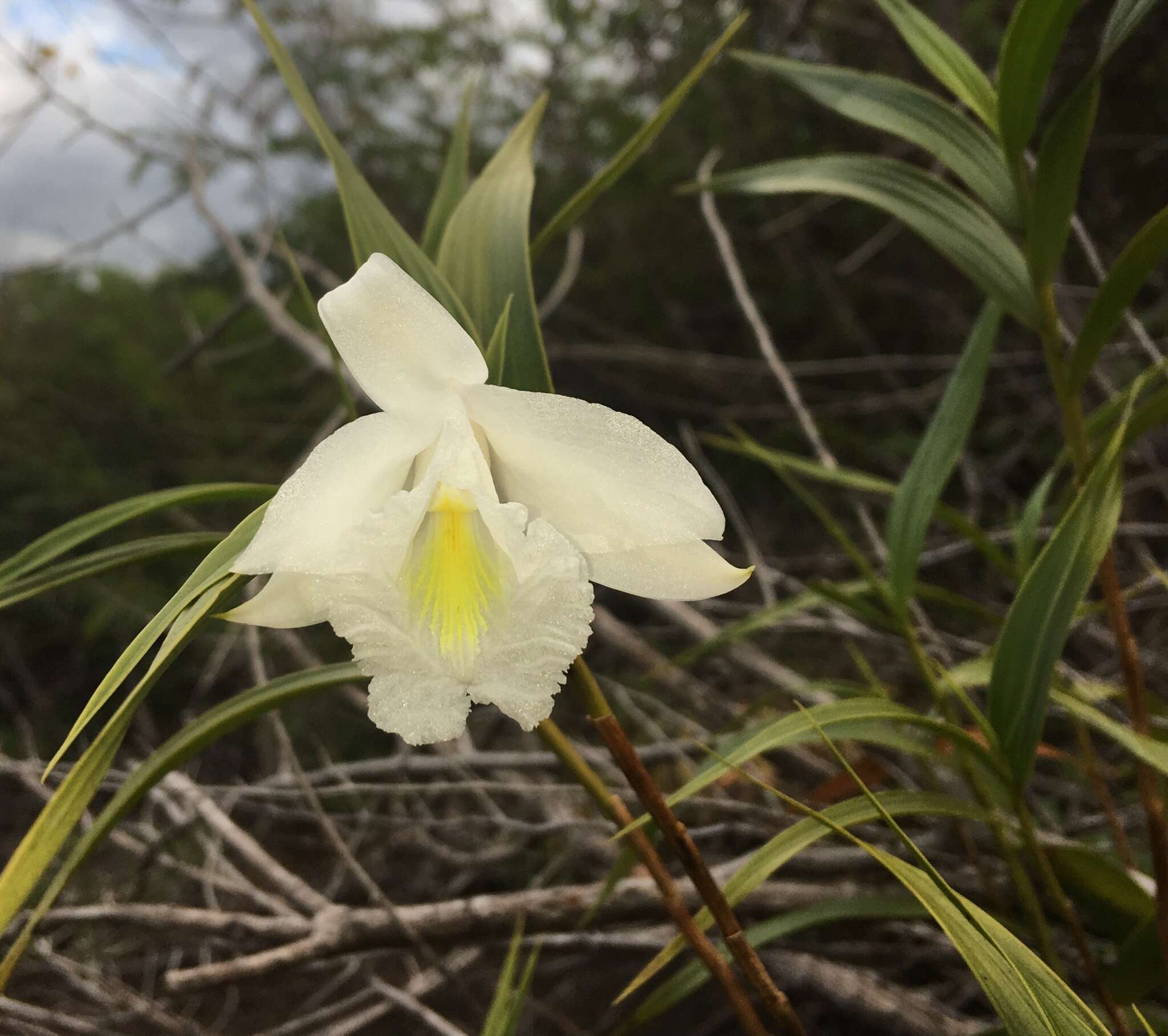 Image of Sobralia granitica G. A. Romero & Carnevali