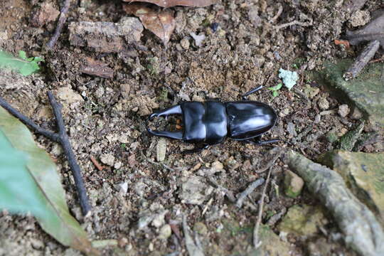 Image of Dorcus daedalion (Didier & Séguy 1953)