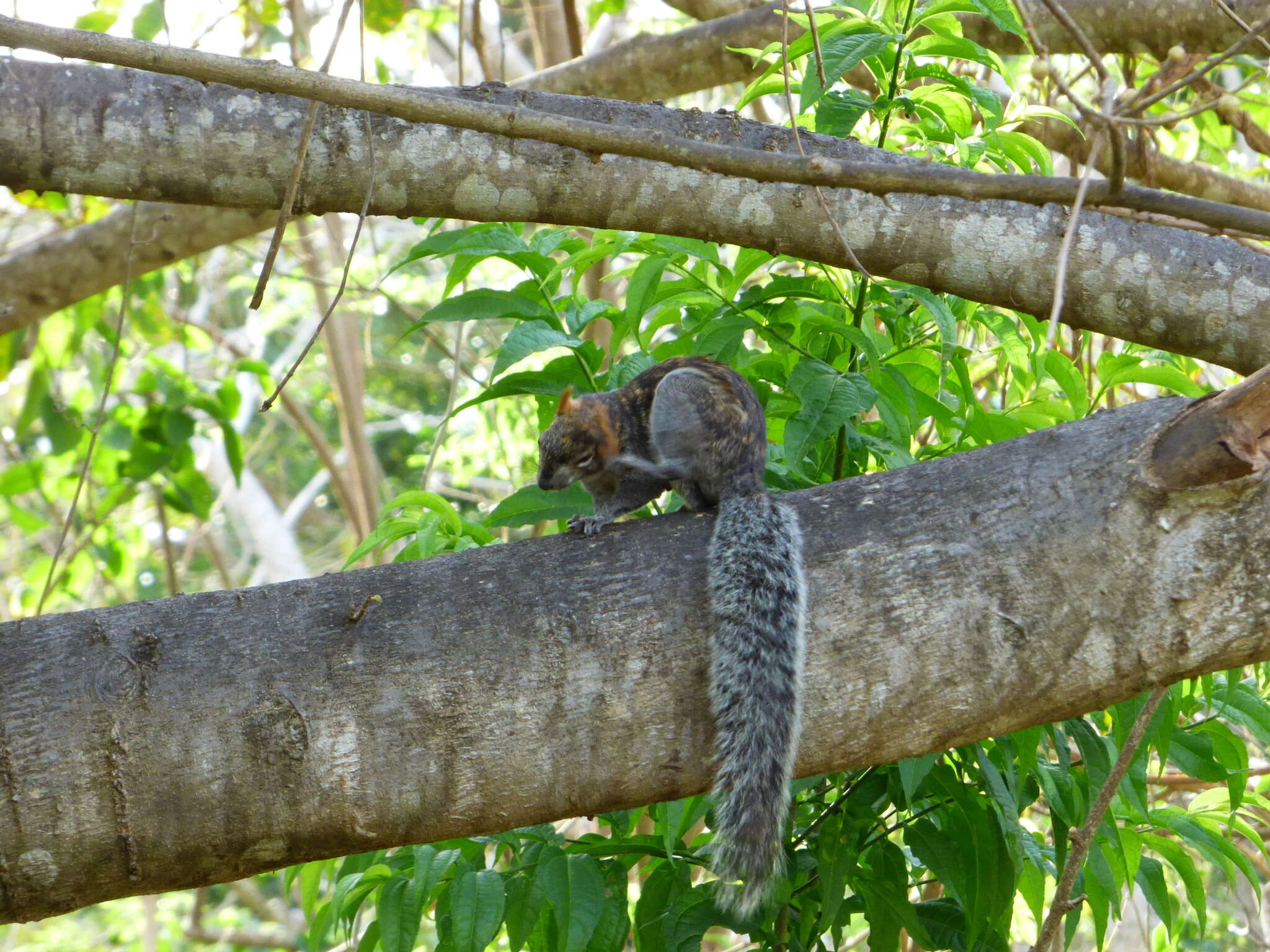 Image of Collie's Squirrel