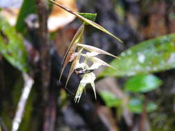 Image of Elleanthus fractiflexus Schltr.