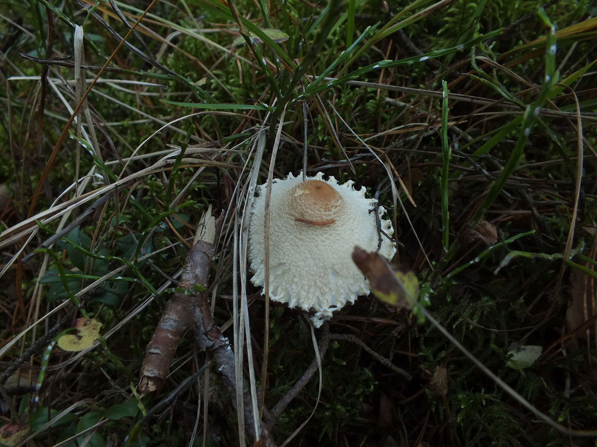 Image of Lepiota clypeolaria (Bull.) P. Kumm. 1871