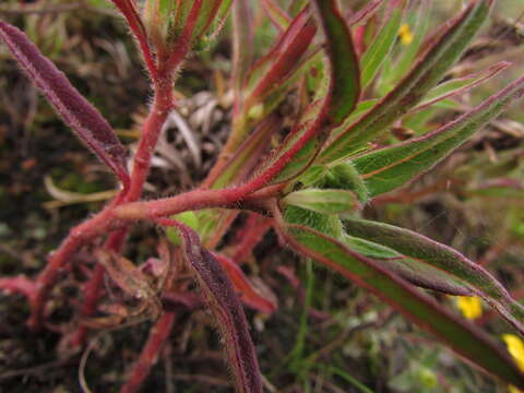 Image of hairy-fruit spurge