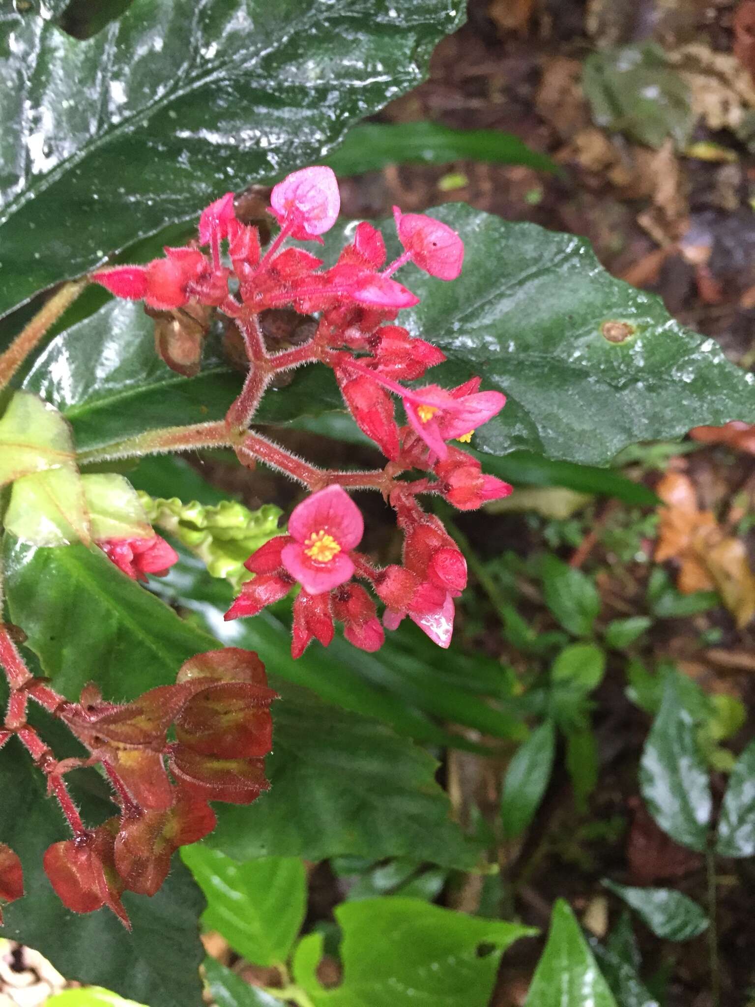 Image of Begonia tonduzii C. DC. ex T. Durand & Pittier