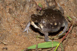 Image of Power’s Rain Frog