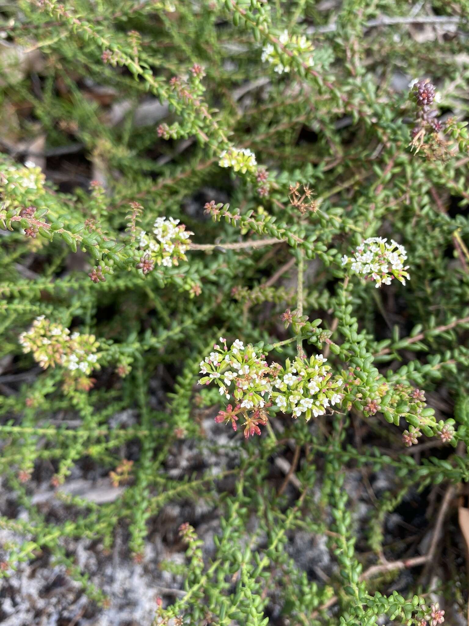 Platysace ericoides (Sieb. ex DC.) C. Norman resmi