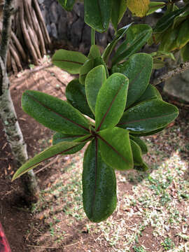 Image of Foetidia mauritiana Lam.