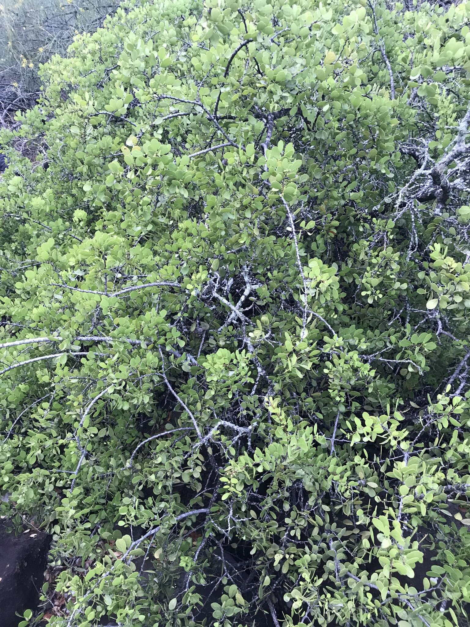 Image of Galápagos leatherleaf