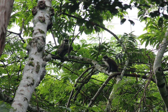 Image of Black-cheeked White-nosed Monkey