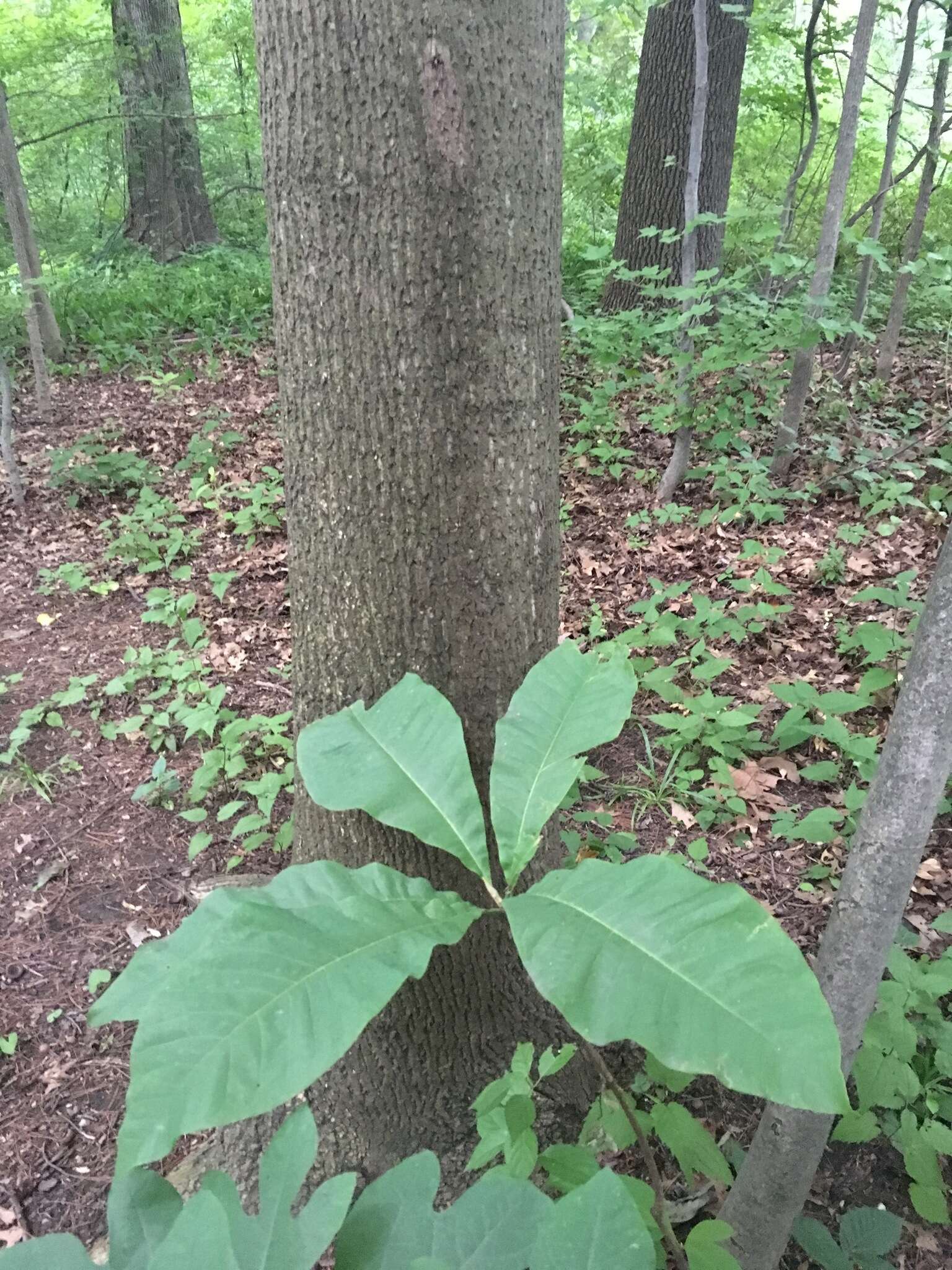 Image of Umbrella Magnolia