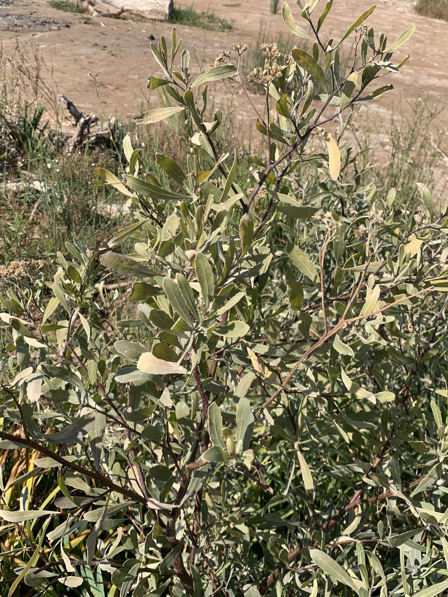 Plancia ëd Tessaria integrifolia var. ambigua (DC.) S. E. Freire