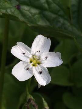 Image of heartleaf springbeauty