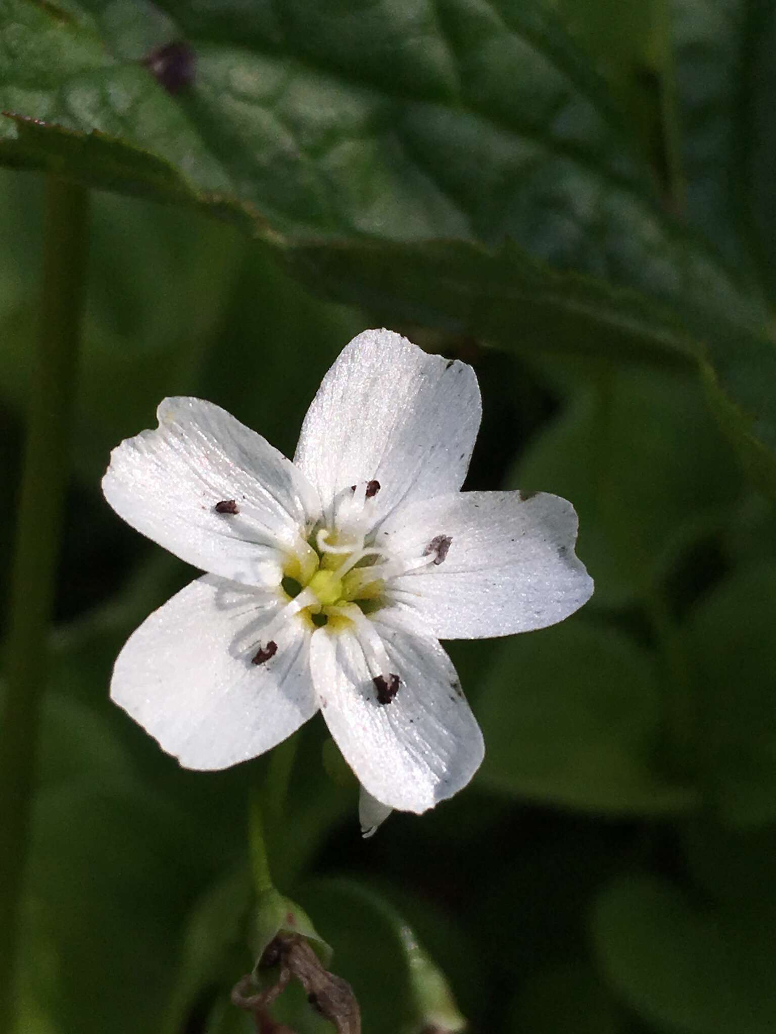 Claytonia cordifolia S. Wats. resmi