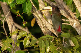 Image de Araçari d'Azara