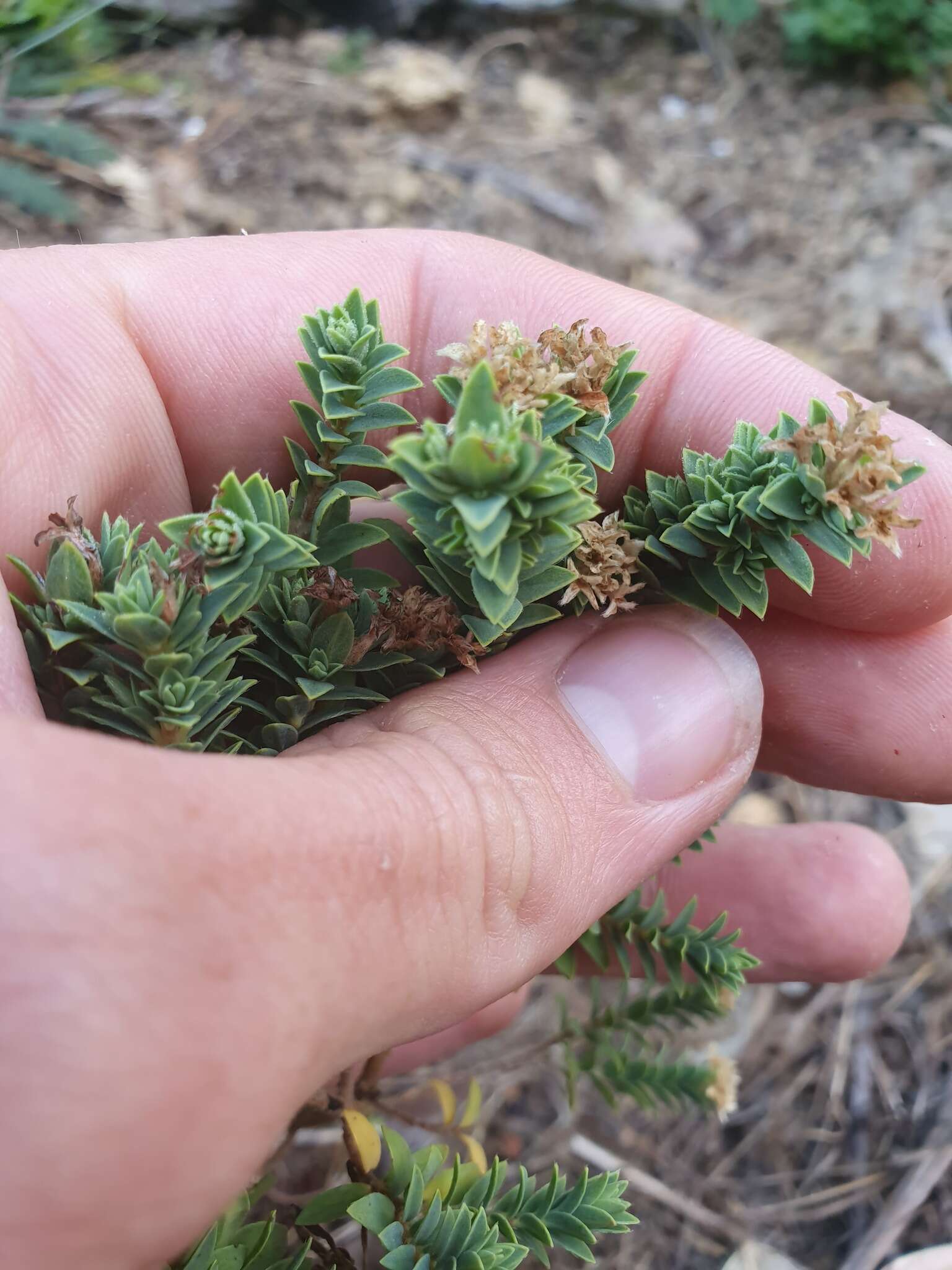 Image of Pimelea acra C. J. Burrows & de Lange