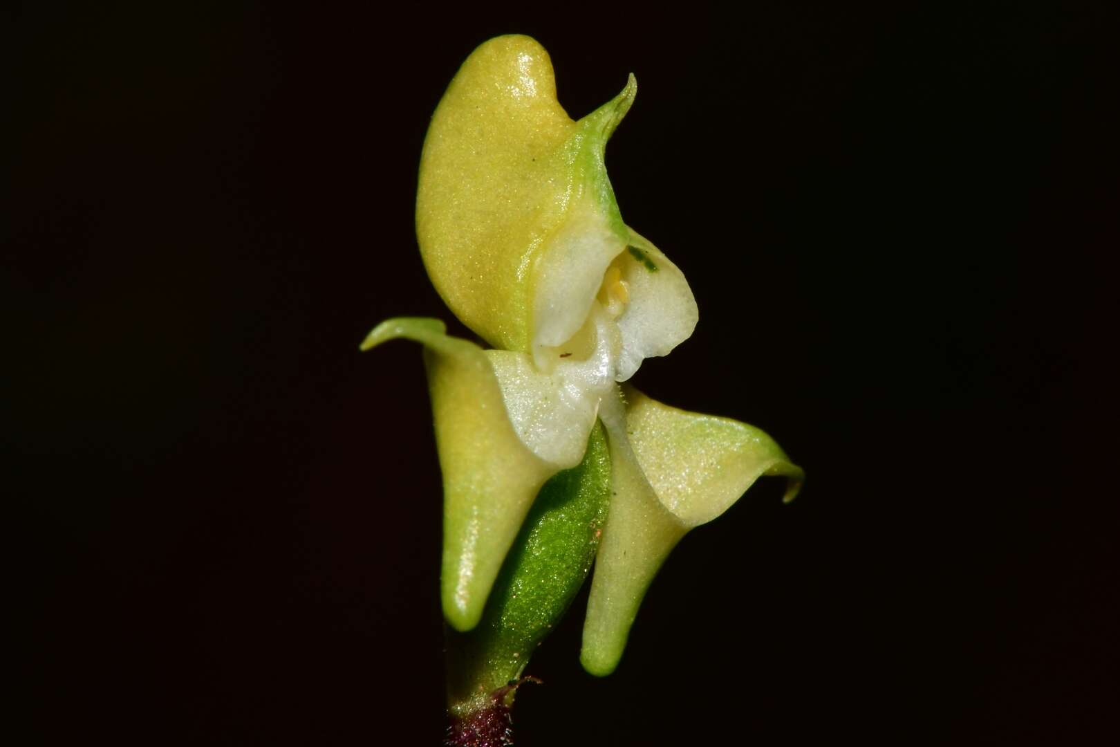 Image of Disperis bolusiana subsp. bolusiana