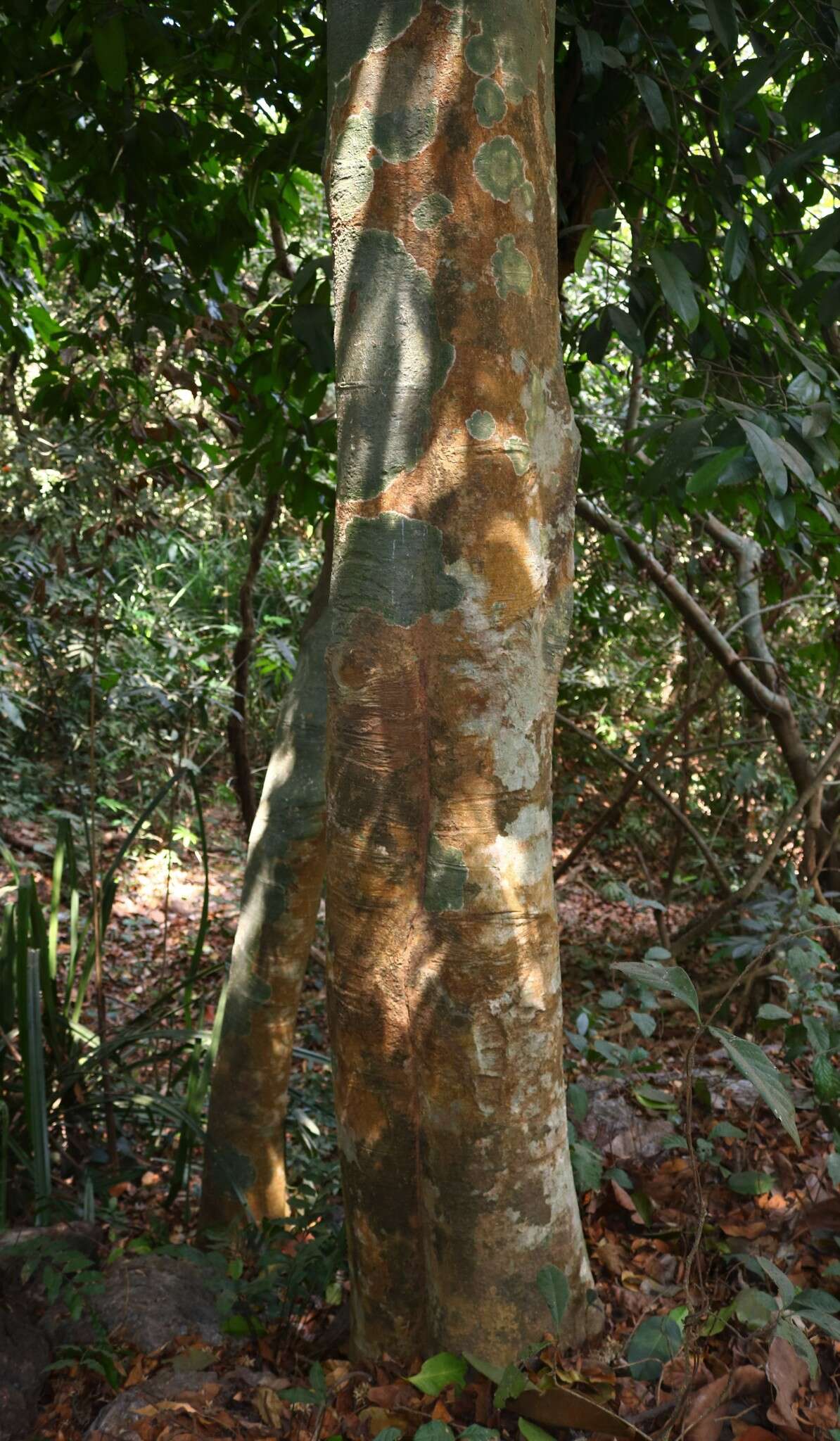 Image of Garcinia talbotii Raiz.