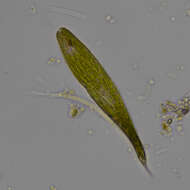 Image of Lepocinclis fusca