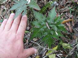 Image of Doryopteris concolor (Langsd. & Fisch.) Kuhn