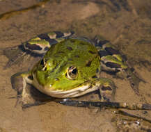 Image de Petite grenouille verte