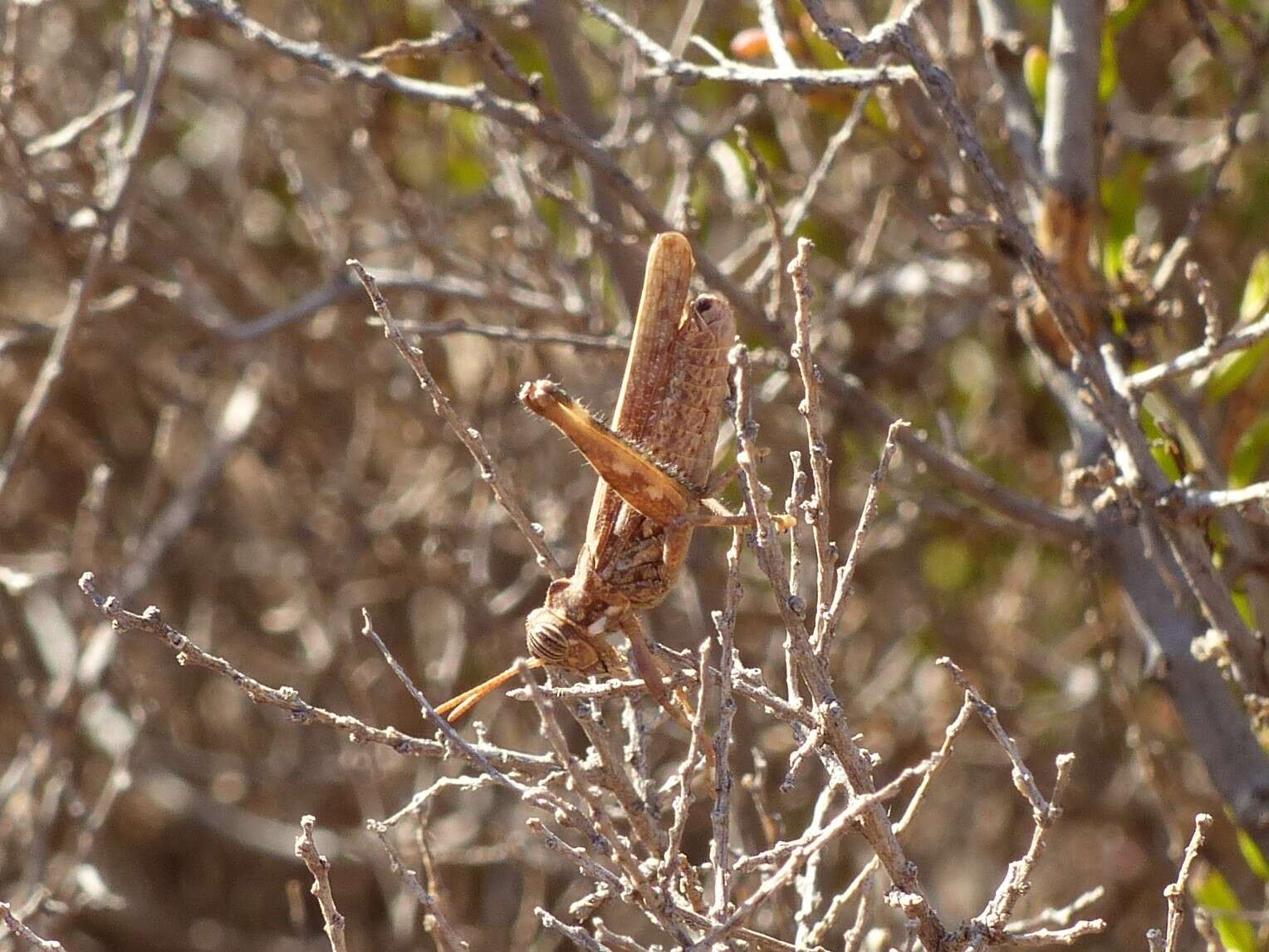 Imagem de Dericorys carthagonovae Bolívar & I. 1897