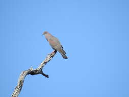 Image de Pigeon simple