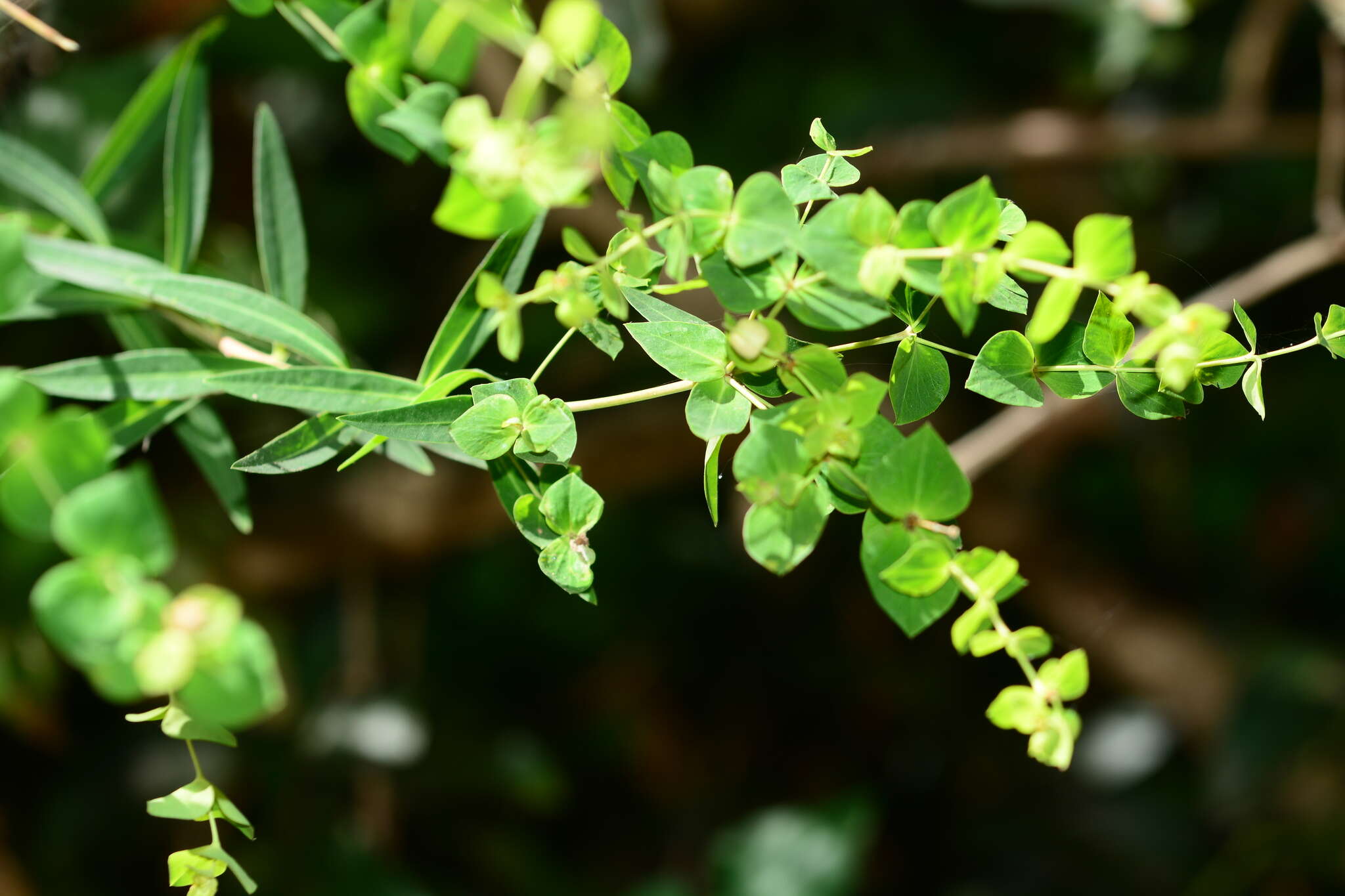 Image of Euphorbia rothiana Spreng.