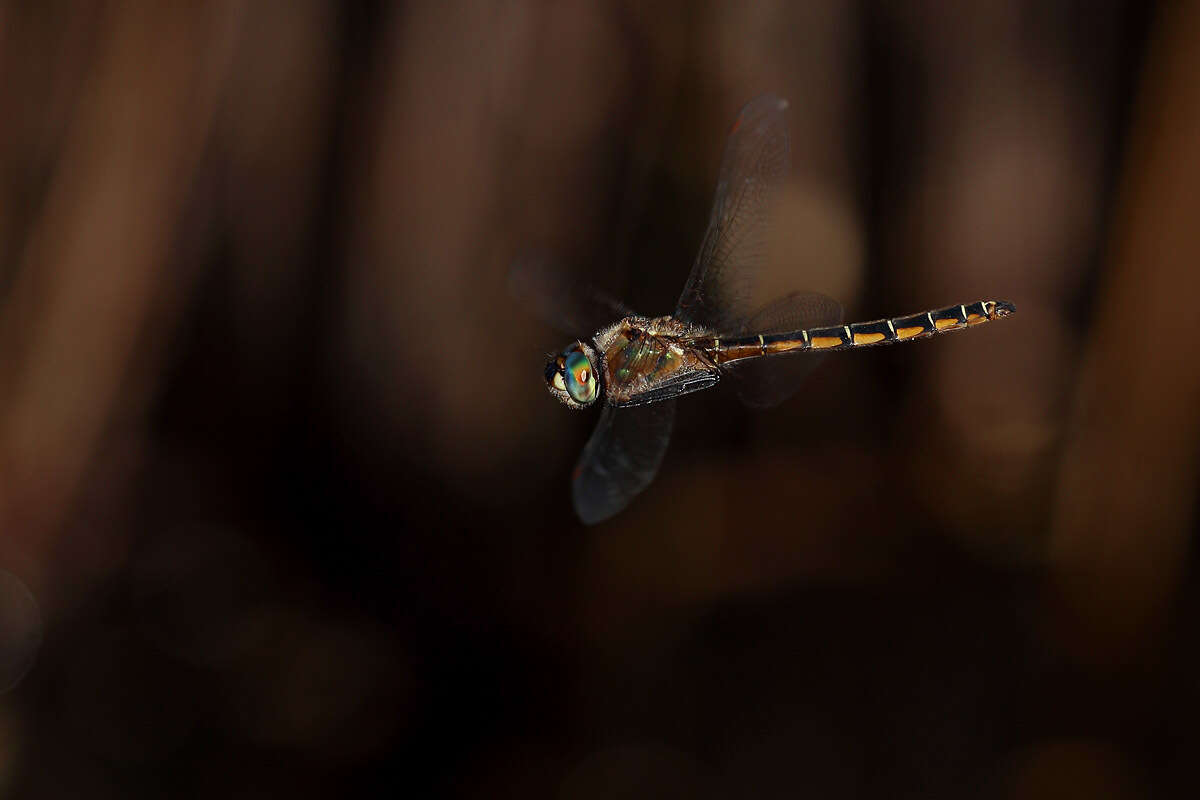 Image of Eastern Swamp Emerald