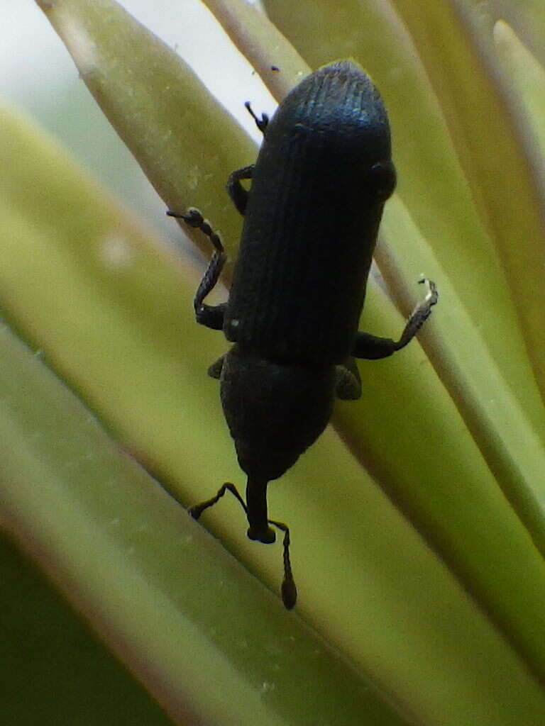 Image of Yellow toadflax stem weevil