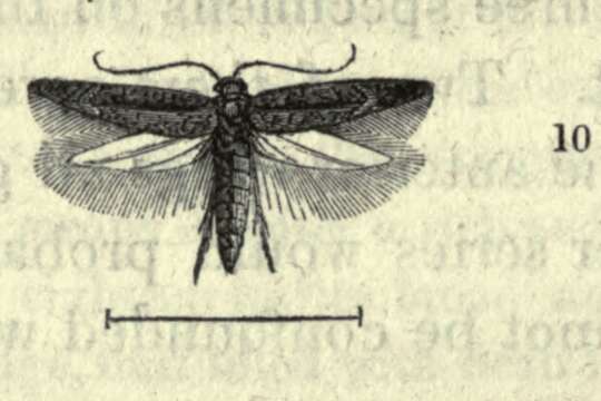 Sivun Scrobipalpa instabilella Douglas 1846 kuva