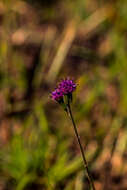 Sivun Senecio variabilis Sch. Bip. kuva